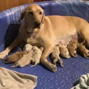 Meet your Posher, Deanne